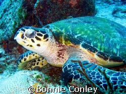 This was one of several turtles seen April 2007 in Playa ... by Bonnie Conley 